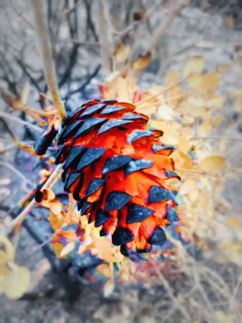 A lodgepole pinecone, half charred and half vibrant, hanging from a branch after fire.
