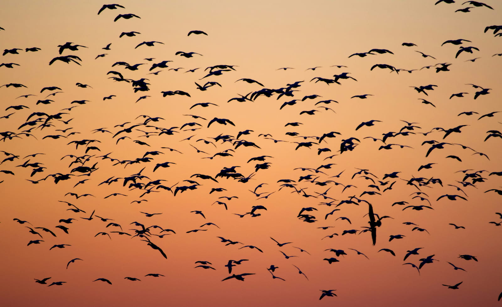 A flock of birds in silhouette against a dusk sky.